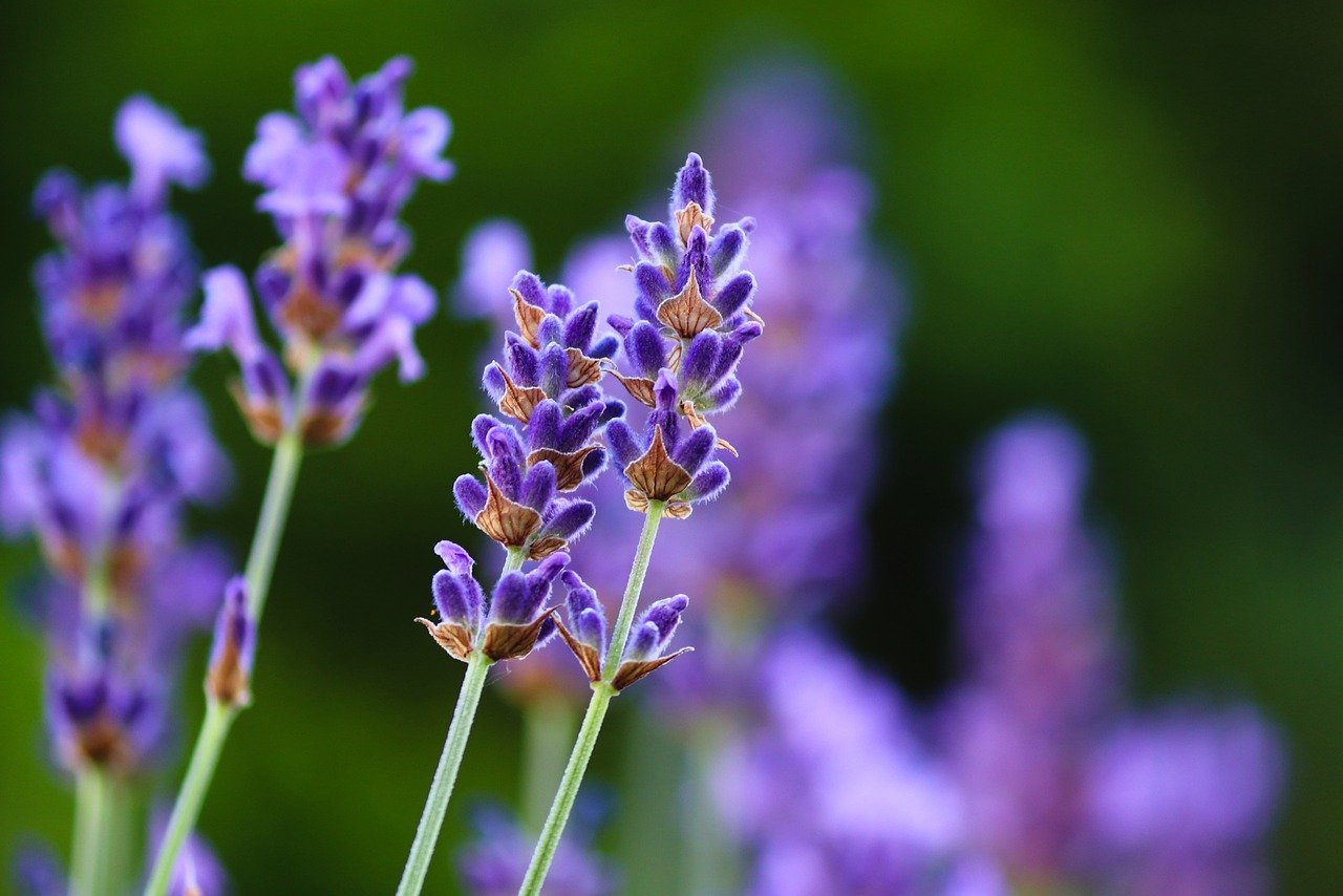 lavenders, flowers, purple flowers-6380059.jpg