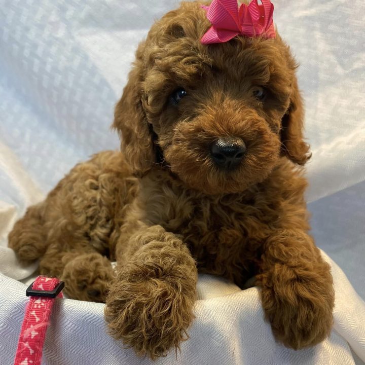 AKC red mini poodle past litter